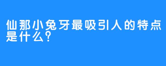仙那小兔牙最吸引人的特点是什么?