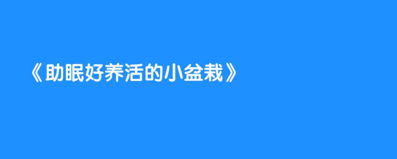 助眠好养活的小盆栽